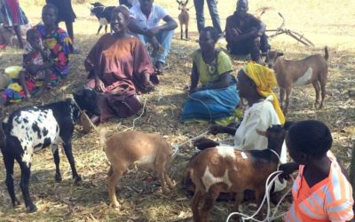 How Gospel Goats is Impacting Gulu, Uganda