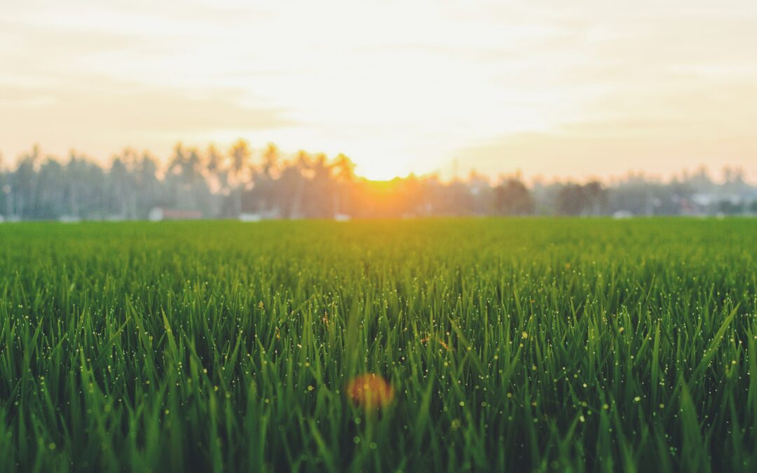 sunset over the grass plains