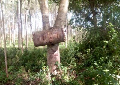 Beehive barrel hanging from tree in forest